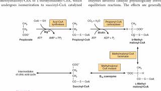 Metabolism of Propionate  Propionate to Succinate  CarbohydrateMetabolism [upl. by Heddy]