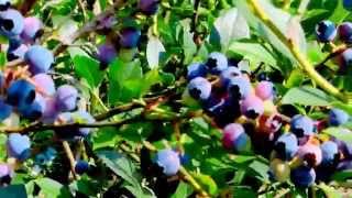 Heidelbeere  Blueberry Jul 2015 [upl. by Balthasar737]