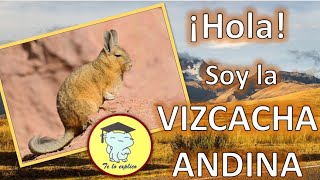 HOLA SOY LA VIZCACHA ANDINA [upl. by Eltotsira]