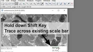 Creating Scale Bars in ImageJ [upl. by Adaiha]