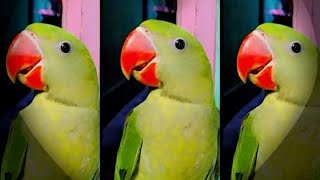 wait and watch parrotx2talking parrot smartparrot youtubeshorts shortsvideo shots [upl. by Zetneuq]