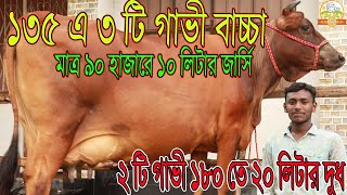 ১৩৫ এ ৩ টি গাভী বাচ্চা। মাত্র ৯০ এ ১০ লিটার ও ২ টি গাভী ১৮০ তে ২০ লিটার দুধ বাংলাদেশ চ্যালেঞ্জ দাম [upl. by Nomyar]