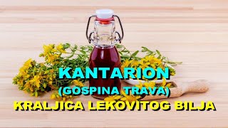 KANTARION GOSPINA TRAVA  KRALJICA LEKOVITOG BILJA [upl. by Ailat]