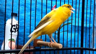 All the canaries will sing along after hearing this canary chirp [upl. by Freedman]