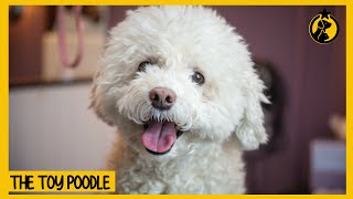 Toy Poodle Dog 101 Everything You Need to Know [upl. by Tarr]