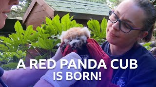 A Red Panda Cub Has Been Born  Inside The Zoo  BBC Scotland [upl. by Harima]