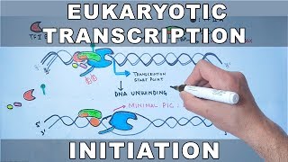 Transcription Initiation in Eukaryotes [upl. by Aisiat]