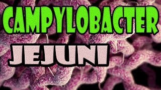 campylobacter jejuni [upl. by Annaicul]