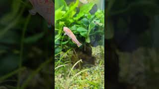 Panchax fish prettyfish aquariumfish aquarium [upl. by Carlo]