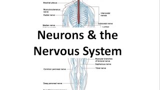 Neurons amp the Nervous System honors biology [upl. by Hebbe825]