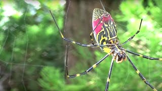 ジョロウグモ（女郎蜘蛛 学名 Nephila clavata）クモ [upl. by Ocram]