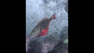 Stoplight Parrotfish Eating Coral underwater coralreef parrotfish eatingcoral [upl. by Olegna95]