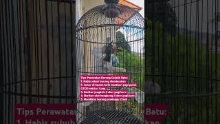 TIPS MERAWAT BURUNG GELATIK BATU AGAR CEPAT GACOR birds [upl. by Ahtelra]