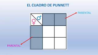 ¿Cómo realizar cuadros de Punett [upl. by Llehsram87]