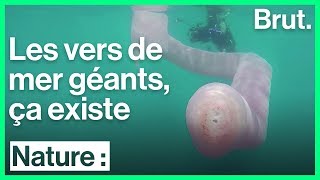 Des scientifiques ont découvert ce qui pourrait être un pyrosome [upl. by Debee]