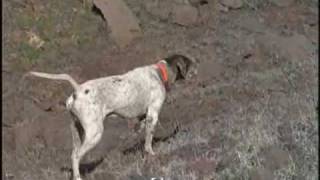 Pointer  English Pointer Dog [upl. by Klimesh793]