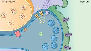 Sensitization in Aplysia [upl. by Yrroc]