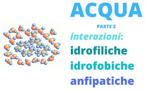 Acqua interazioni idrofiliche idrofobiche anfipatiche [upl. by Yrome154]