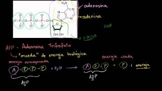 ATP  Adenosina Trifosfato [upl. by Wallford649]