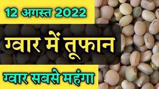 Guar Seed  Guar Gum  Cultivation In India and other Information [upl. by Adnohryt]