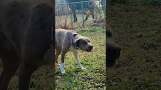 Catahoula leopard dog barking to bay catahoula [upl. by Earleen]