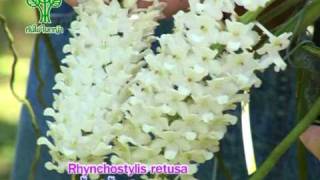 Rhynchostylis retusaกล้วยไม้ไทยไอยเรศ [upl. by Ellenehs]