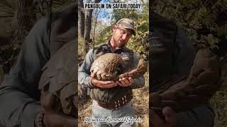 MEGA Day We found a Pangolin whilst out hunting for Klipspringer in the mountains this morning [upl. by Grazia]