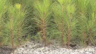 Southeast Georgia Farm Grows Seedlings For Forest Replanting [upl. by Ynohtnad]