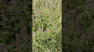 Ocimum Basilicum Sweet Basit  Baboori plants [upl. by Dnomal637]