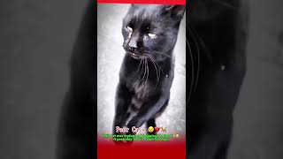 This poor cat is clasping his hands and begging for food😥💔 youtubeshorts inggris english shorts [upl. by Atival821]