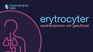 Röda blodkroppar erytrocyter amp gasutbytet [upl. by Akeihsat]