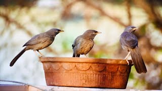 Jungle babbler gather in flocks in northern India incarnation of the magical miracle of creation [upl. by Casandra]