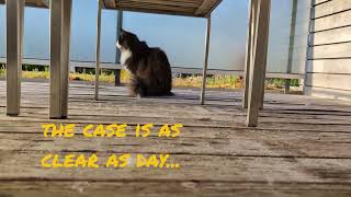 Norwegian Forest Cat CSI Balcony [upl. by Nhguavad]