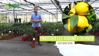 COMMENT bien PROTÉGER les AGRUMES en HIVER  ORANGER CITRONNIER ou CLÉMENTINIER [upl. by Dorey]