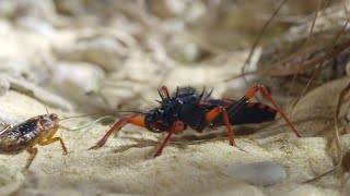 Bugs Eating Bugs Up Close  Insects Bugs amp Scorpions  Love Nature [upl. by Launame]