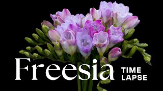 Timelapse Freesia Flowers Blooming [upl. by Aibar918]