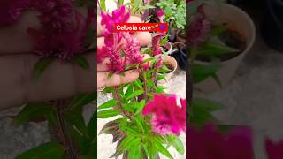 Celosia health care tips🌱🌬️garden fertilizer plants gardeningtips celosia gardenflower flower [upl. by Hild]