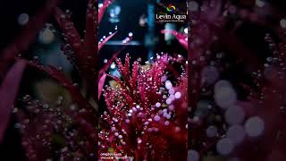 Rotala blood red sg pearling under Levin Aqua RGB light ♥️ aquariumlighting plantedaquariumlight [upl. by Onyx687]