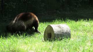 carcajou wolverine Zoo sauvage de St Félicien [upl. by Leahcimnaes]