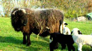 Walliser SchwarznasenValais Blacknose Sheep [upl. by Megen315]