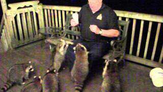 Feeding Raccoons 30 August 2014 [upl. by Rednaeel]