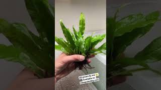 Java Fern Aquarium Plant 🌱 [upl. by Malaspina383]