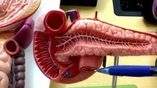 Digestive System 4 HepatoPancreatic Ampulla [upl. by Fernald]