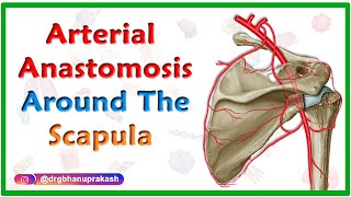 Arterial Anastomosis around the Scapula  Upper limb gross anatomy usmle step 1 videos [upl. by Leuneb]