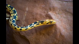 Gopher Snakes [upl. by Ikir101]