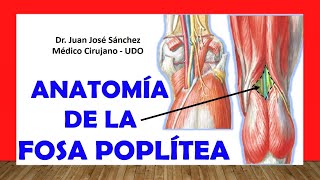 🥇 FOSA POPLÍTEA Anatomía Fácil y Sencilla [upl. by Nedle]