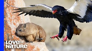 Deadly Eagles Pluck Rock Rabbits in Flight [upl. by Eilujna]