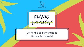 quotFlávio Explicaquot  Colhendo as sementes da Bromélia Imperial [upl. by Pellet]