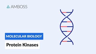 Protein Kinases Cell Signaling and Phosphorylation [upl. by Ajnotal]