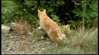 Documentario gatti Il Mio Amico Gatto  parte 36 [upl. by Arramas]